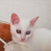 British Shorthair, Kedi  Artemis fotoğrafı