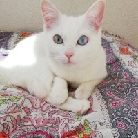 British Shorthair, Kedi  Artemis fotoğrafı