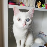 British Shorthair, Kedi  Artemis fotoğrafı