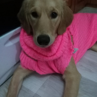 Golden Retriever, Köpek  Shila fotoğrafı