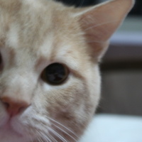 Sarman, Kedi  Latte fotoğrafı