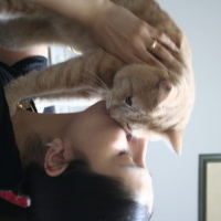 Sarman, Kedi  Latte fotoğrafı