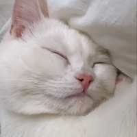 Tekir Kedi, Kedi  Mia fotoğrafı