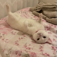 Tekir Kedi, Kedi  Mia fotoğrafı