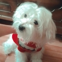 Maltese, Köpek  Koko fotoğrafı