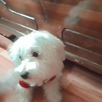 Maltese, Köpek  Koko fotoğrafı