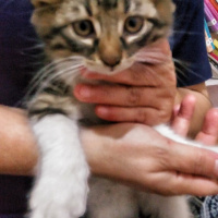 Tekir Kedi, Kedi  Mia fotoğrafı