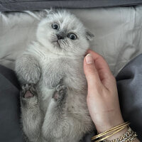 Scottish Fold, Kedi  Coco fotoğrafı