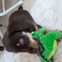 Akbaş, Köpek  Star fotoğrafı