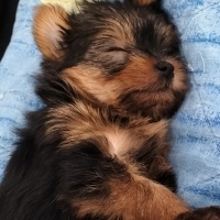 Yorkshire Terrier, Köpek  Bıdık fotoğrafı