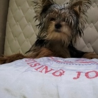 Yorkshire Terrier, Köpek  Bıdık fotoğrafı