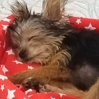 Yorkshire Terrier, Köpek  Bıdık fotoğrafı
