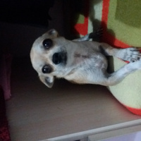Chihuahua, Köpek  Cesi fotoğrafı