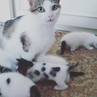 Tekir Kedi, Kedi  Şinasi fotoğrafı