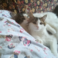 Tekir Kedi, Kedi  Şinasi fotoğrafı