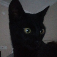 Tekir Kedi, Kedi  Bihter fotoğrafı