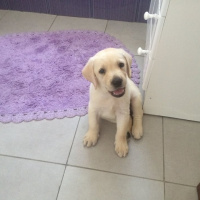 Labrador Retriever, Köpek  Risa fotoğrafı