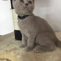 Scottish Fold, Kedi  arteo fotoğrafı