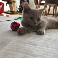 Scottish Fold, Kedi  arteo fotoğrafı