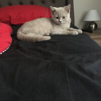 Scottish Fold, Kedi  arteo fotoğrafı