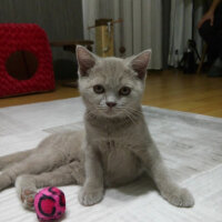 Scottish Fold, Kedi  arteo fotoğrafı