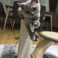 Scottish Fold, Kedi  arteo fotoğrafı