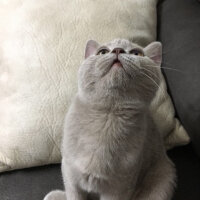 Scottish Fold, Kedi  arteo fotoğrafı