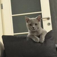 Scottish Fold, Kedi  arteo fotoğrafı