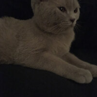 Scottish Fold, Kedi  arteo fotoğrafı