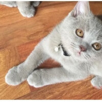 Scottish Fold, Kedi  arteo fotoğrafı