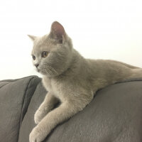 Scottish Fold, Kedi  arteo fotoğrafı