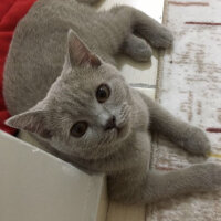 Scottish Fold, Kedi  arteo fotoğrafı