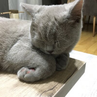 Scottish Fold, Kedi  arteo fotoğrafı