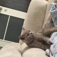 Scottish Fold, Kedi  arteo fotoğrafı