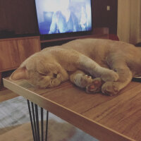 Scottish Fold, Kedi  arteo fotoğrafı