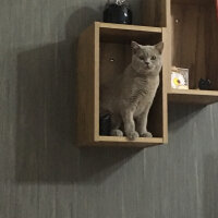 Scottish Fold, Kedi  arteo fotoğrafı