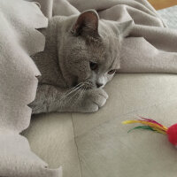 Scottish Fold, Kedi  arteo fotoğrafı