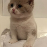 Scottish Fold, Kedi  arteo fotoğrafı