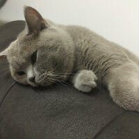 Scottish Fold, Kedi  arteo fotoğrafı