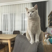 Scottish Fold, Kedi  arteo fotoğrafı