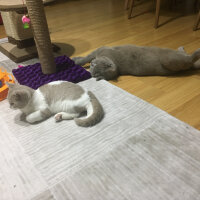 Scottish Fold, Kedi  arteo fotoğrafı