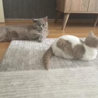 Scottish Fold, Kedi  arteo fotoğrafı