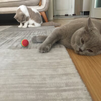 Scottish Fold, Kedi  arteo fotoğrafı