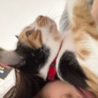Cymric, Kedi  sufle fotoğrafı