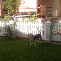 Beagle, Köpek  Teo fotoğrafı