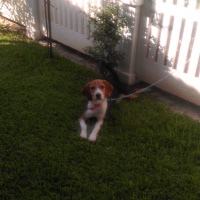 Beagle, Köpek  Teo fotoğrafı