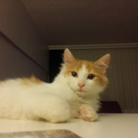 Tekir Kedi, Kedi  Behlül fotoğrafı