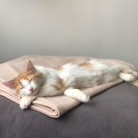 Tekir Kedi, Kedi  Behlül fotoğrafı