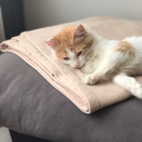 Tekir Kedi, Kedi  Behlül fotoğrafı