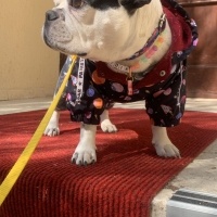 Fransız Bulldog, Köpek  bıdık fotoğrafı
